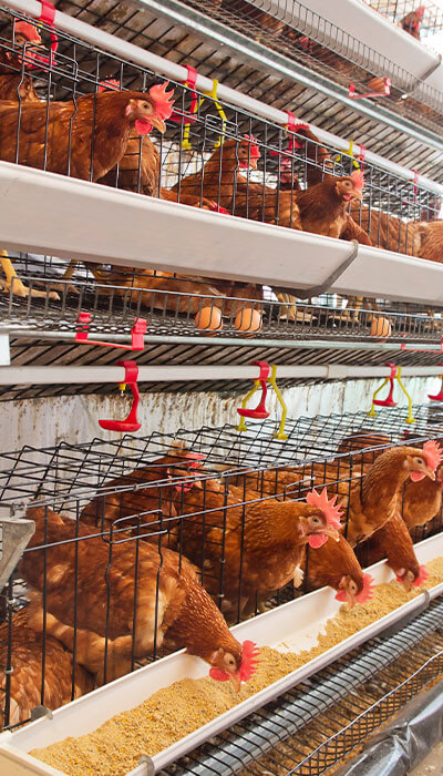 Farm processing